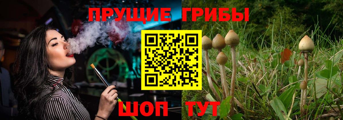 Галлюциногенные грибы Psilocybine cubensis Ртищево